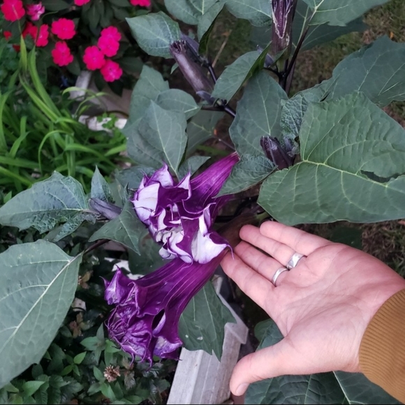 Double purple angel trumpet - Picture 2 of 9